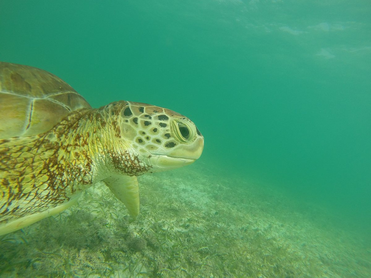 Green sea turtle grazing on the seagrass at Akumal