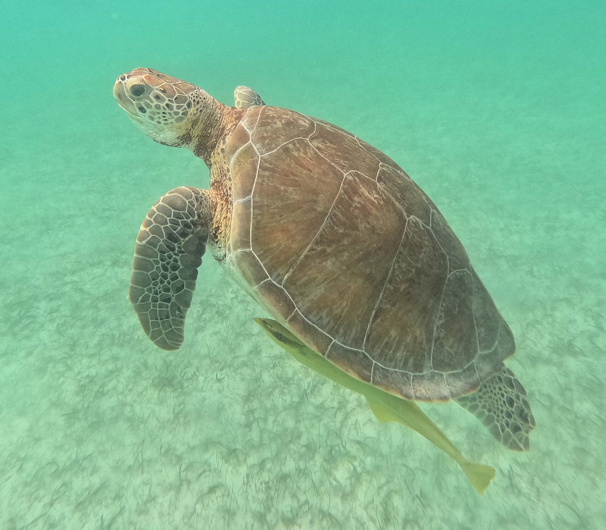 Green sea turtle swimming over the sandy seabed of Akumal Bay