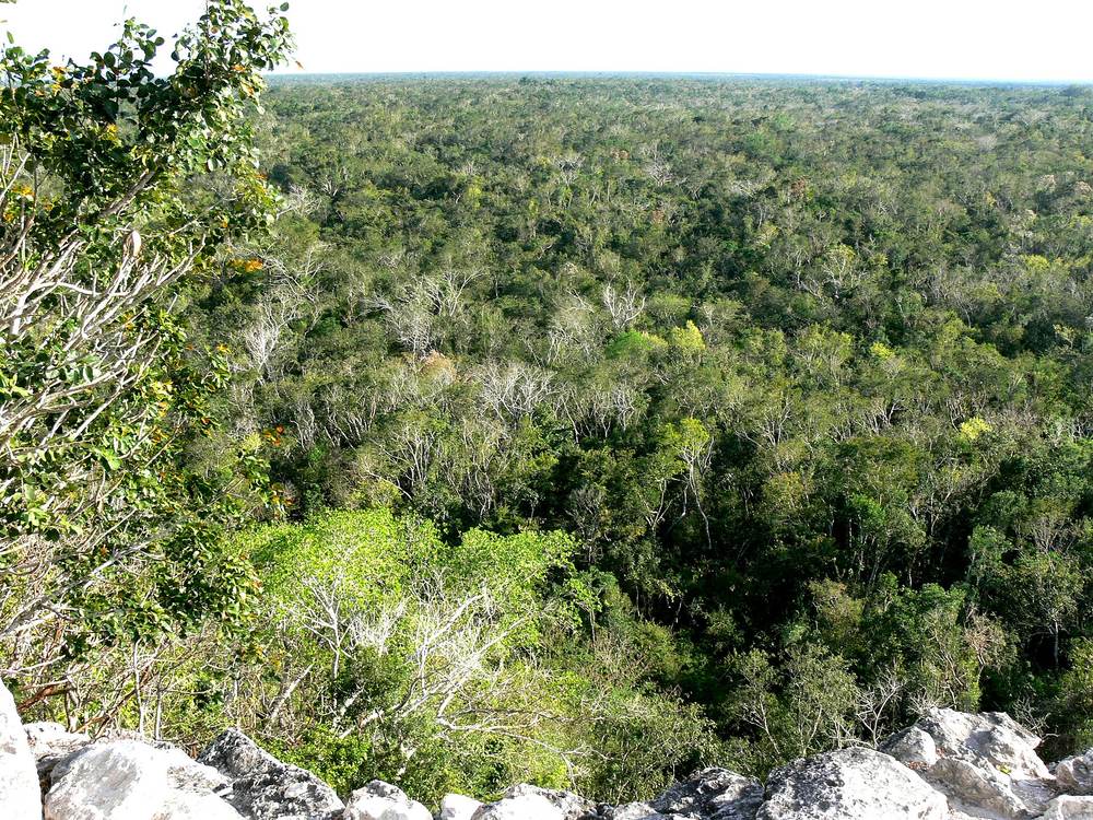 View over the jungle from the top of Nohoch Mul, Cobá