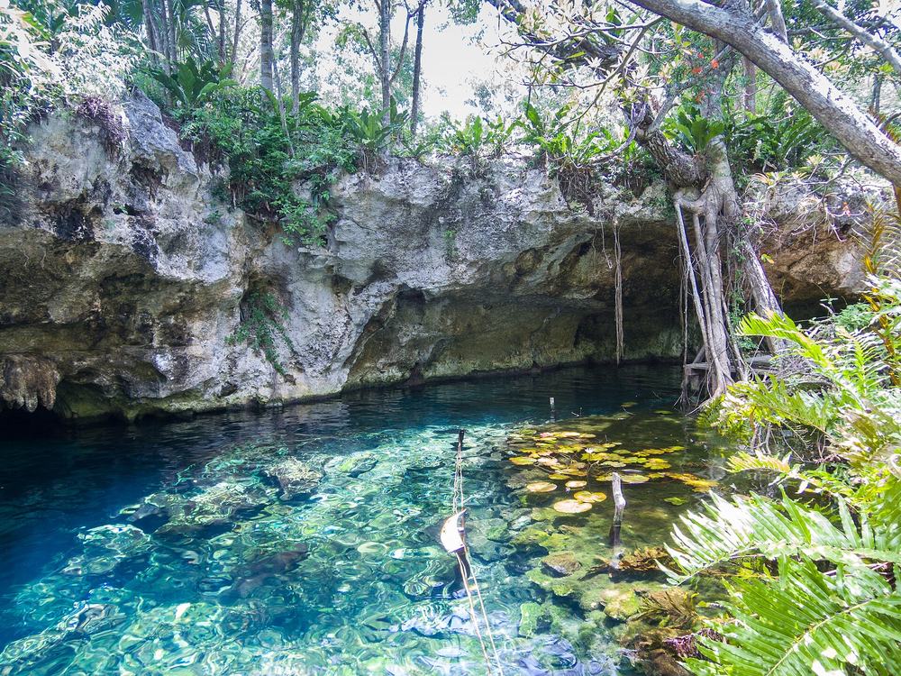 Open pool of Gran Cenote framed by jungle and hanging roots