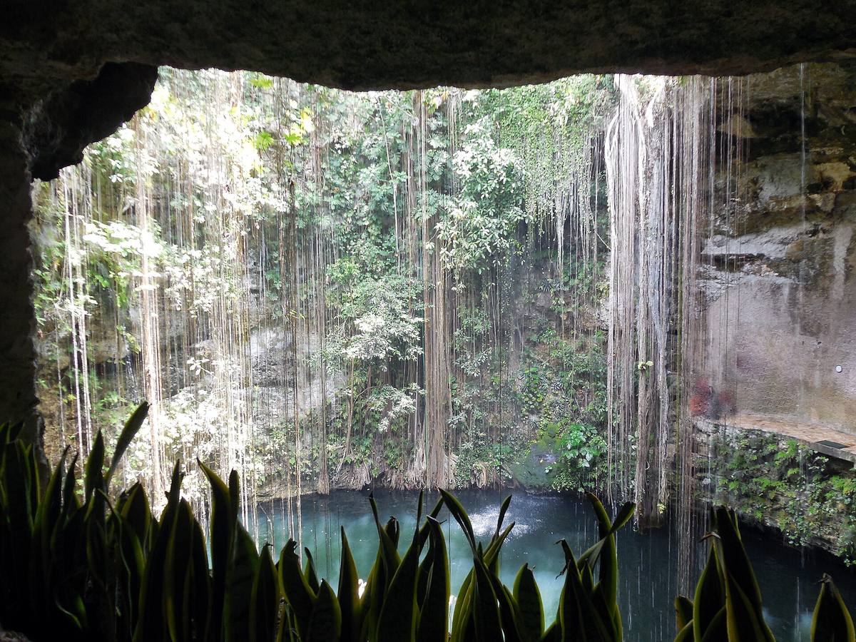 View across Cenote Ik Kil from the cave rim, with roots falling to the water